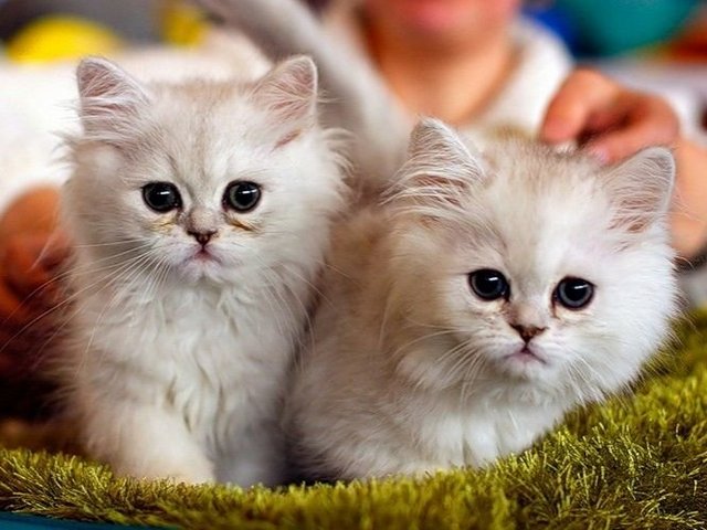 Породы кошек в Юбилейном | ЗооТом портал о животных