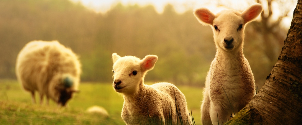 Объявления о сельскохозяйственных животных | ЗооТом - продажа, вязка и услуги для животных в Юбилейном
