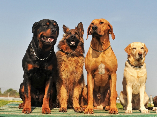 Крупные породы собак в Юбилейном | ЗооТом портал о животных